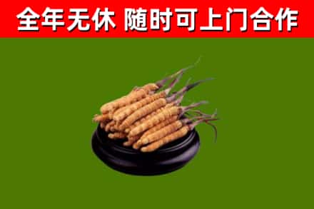 漳平市回收散虫草