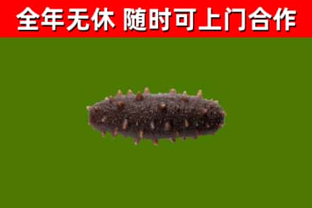 漳平市回收海参干